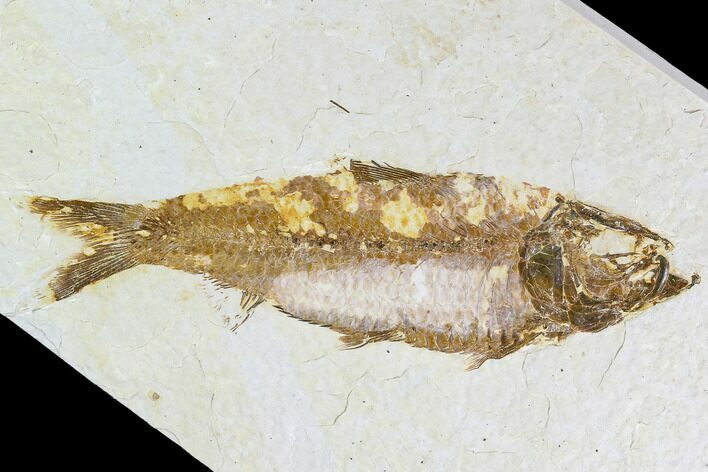 Fossil Fish Plate (Knightia) - Wyoming #108286